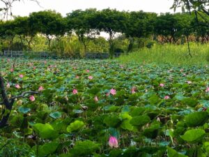 蓮の池の写真。ベトナム・ホーチミンの蓮スポット。