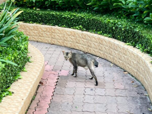 猫の写真。ベトナム・ホーチミンの蓮スポット。