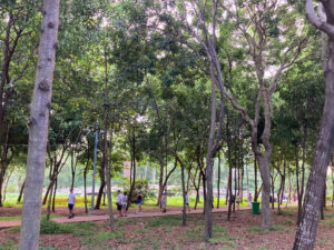 公園内の写真。ベトナム・ホーチミンの蓮スポット。
