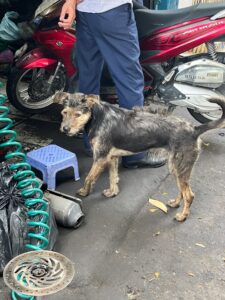 犬の写真。ベトナム・ホーチミンで労働許可証のための健康診断前に散歩。