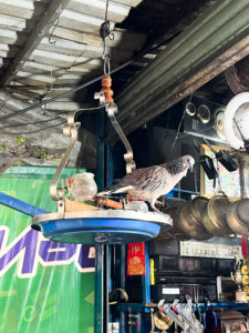 鳩の写真。ベトナム・ホーチミンの観光地のクチトンネルのコラム。