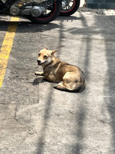 犬の写真。ベトナム・ホーチミンのカフェなどが並ぶ学生街のコラム。