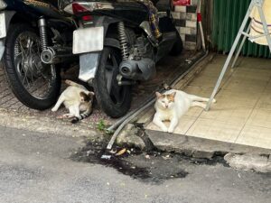 猫の写真。ベトナム・ホーチミンの穴場の観光スポットを紹介。