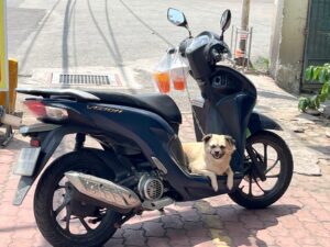 バイクに乗った犬の写真。ベトナム・ホーチミン郊外のローカル寺院で仏教体験。