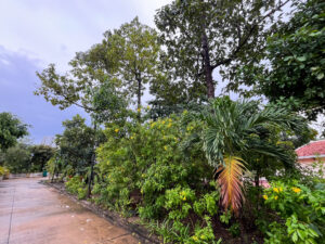 綺麗な植物の写真。ベトナム・ホーチミンのおすすめ歴史を感じる寺。