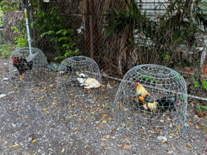 鶏の写真。ベトナム・ホーチミン郊外を散歩。